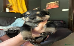 Mixed Breed dogs for sale: 9 beautiful rottweiler cross german shepherd pups - Image 4
