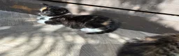 Mixed Breed cats for sale: 5 beautiful little girls  - Advert 6