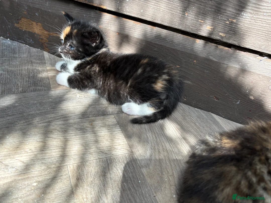 Mixed Breed cats for sale: 5 beautiful little girls  - Advert 6