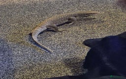 Monitor reptiles for sale: Bosc/savannah monitor for sale - Image 3