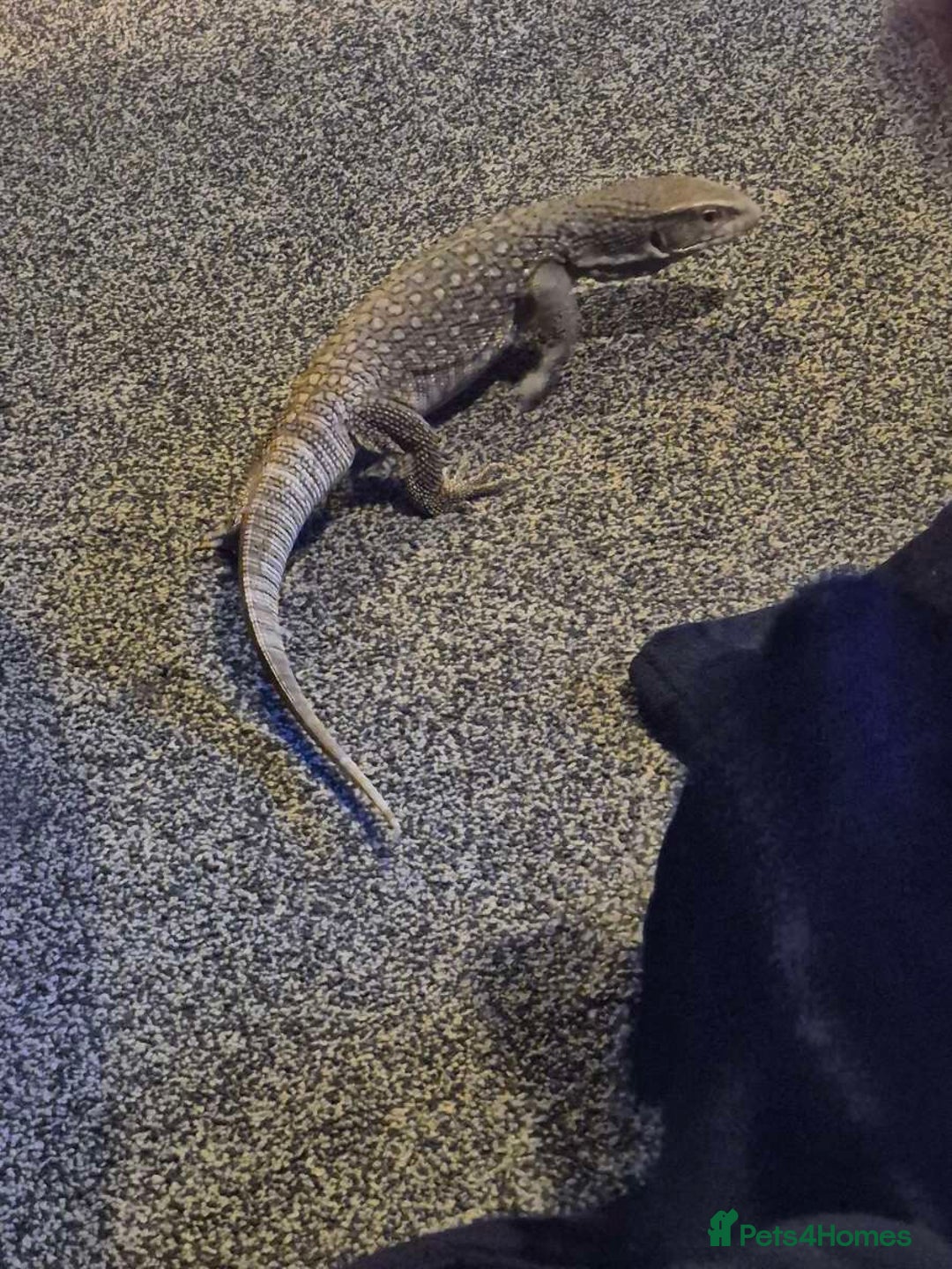 Monitor reptiles for sale: Bosc/savannah monitor for sale - Image 3