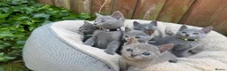 Russian Blue cats for sale: Pure Russian Blue Kittens - Advert 5