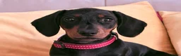 Miniature Dachshund dogs for sale: Last Girl & Boy - Miniature Dachshund Puppies - Advert 2