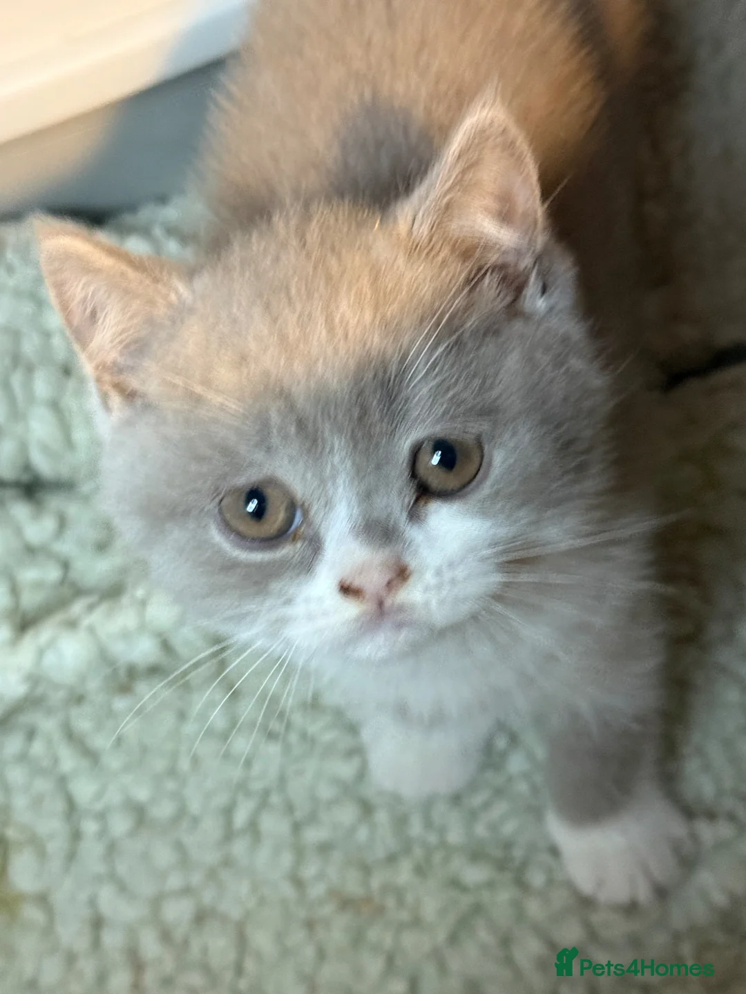 British Shorthair cats for sale: BSH kittens tica reg  - Advert 2