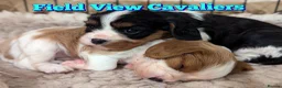 Cavalier King Charles Spaniel dogs for sale: Chocolate carrier Cavaliers, health tested parents in Sutton Coldfield - Advert 6