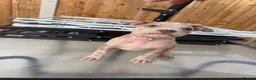 American Bully dogs for sale: Pocket bully puppies  - Advert 6