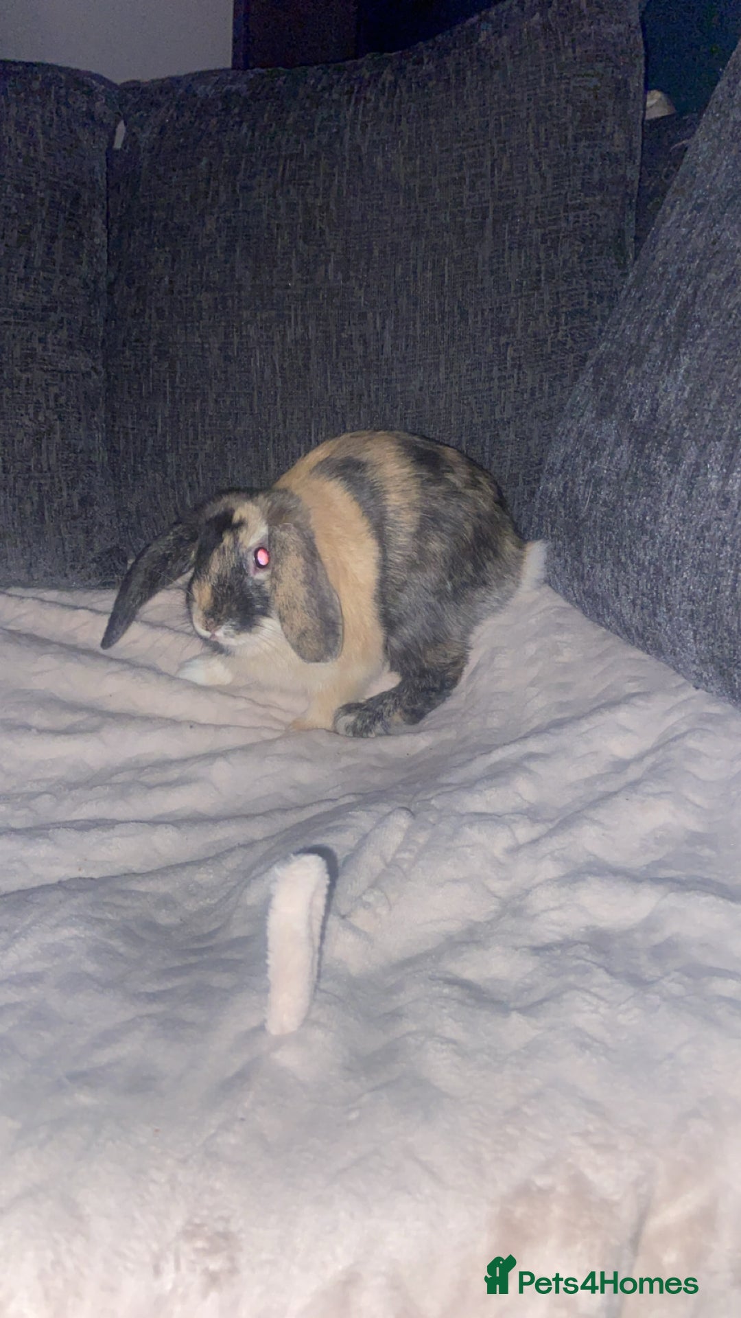 Mixed Breed rabbits for sale: Ombré  - Advert 2