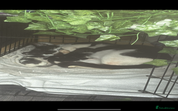 Mixed Breed cats for sale: Beautiful kittens - Image 16
