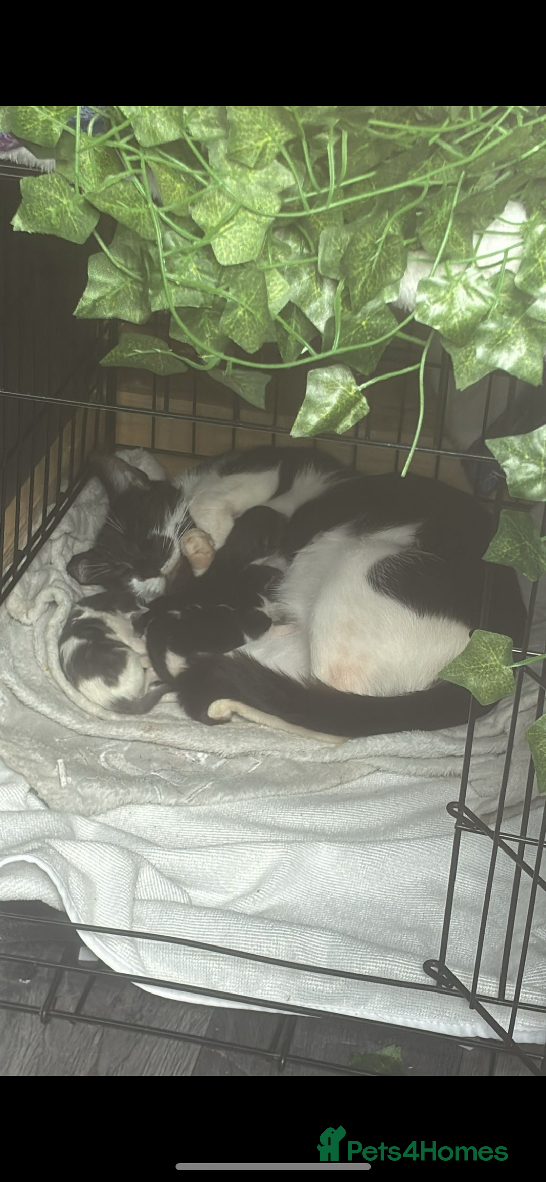 Mixed Breed cats for sale: Beautiful kittens - Image 16