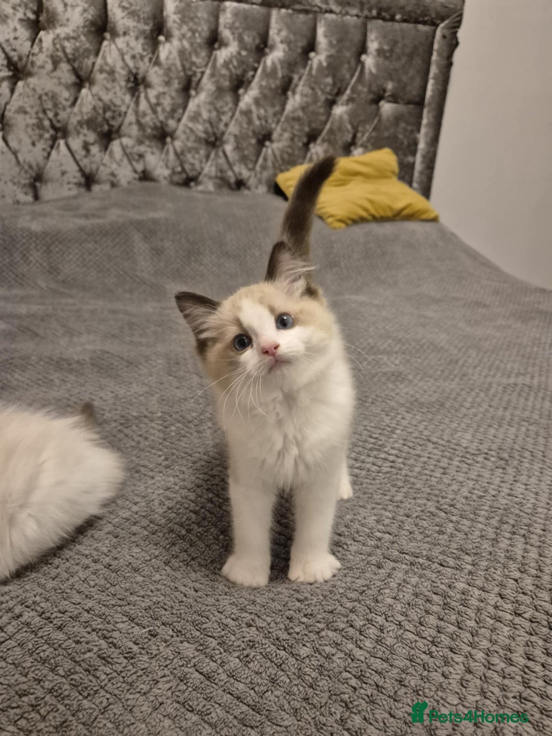 Ragdoll cats for sale: 3 Tica Registered Ragdoll Kittens For Sale  - Advert 10