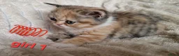 Exotic cats for sale: 4 beautiful exotic x kittens  - Advert 2
