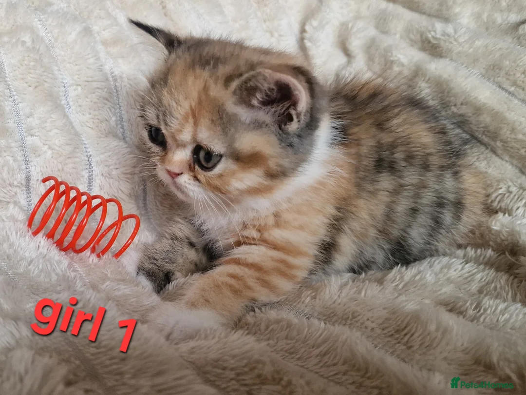 Exotic cats for sale: 4 beautiful exotic x kittens  - Advert 2