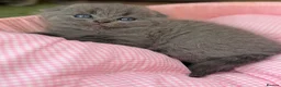 Scottish Fold cats for sale: 😊Tabby Scottish fold  - Advert 30
