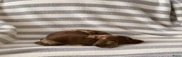 Dachshund dogs for sale: Dachsund puppies in Hull - Advert 7