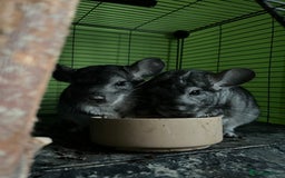 Chinchilla rodents for sale: Pair of Male Chinchillas - Image 2