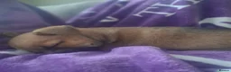 Chihuahua dogs for sale: Little girl  in Southend-on-Sea - Advert 2