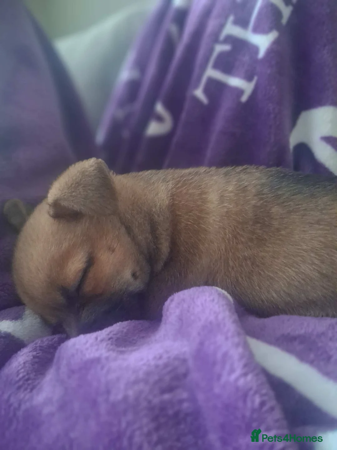 Chihuahua dogs for sale: Little girl  in Southend-on-Sea - Advert 2
