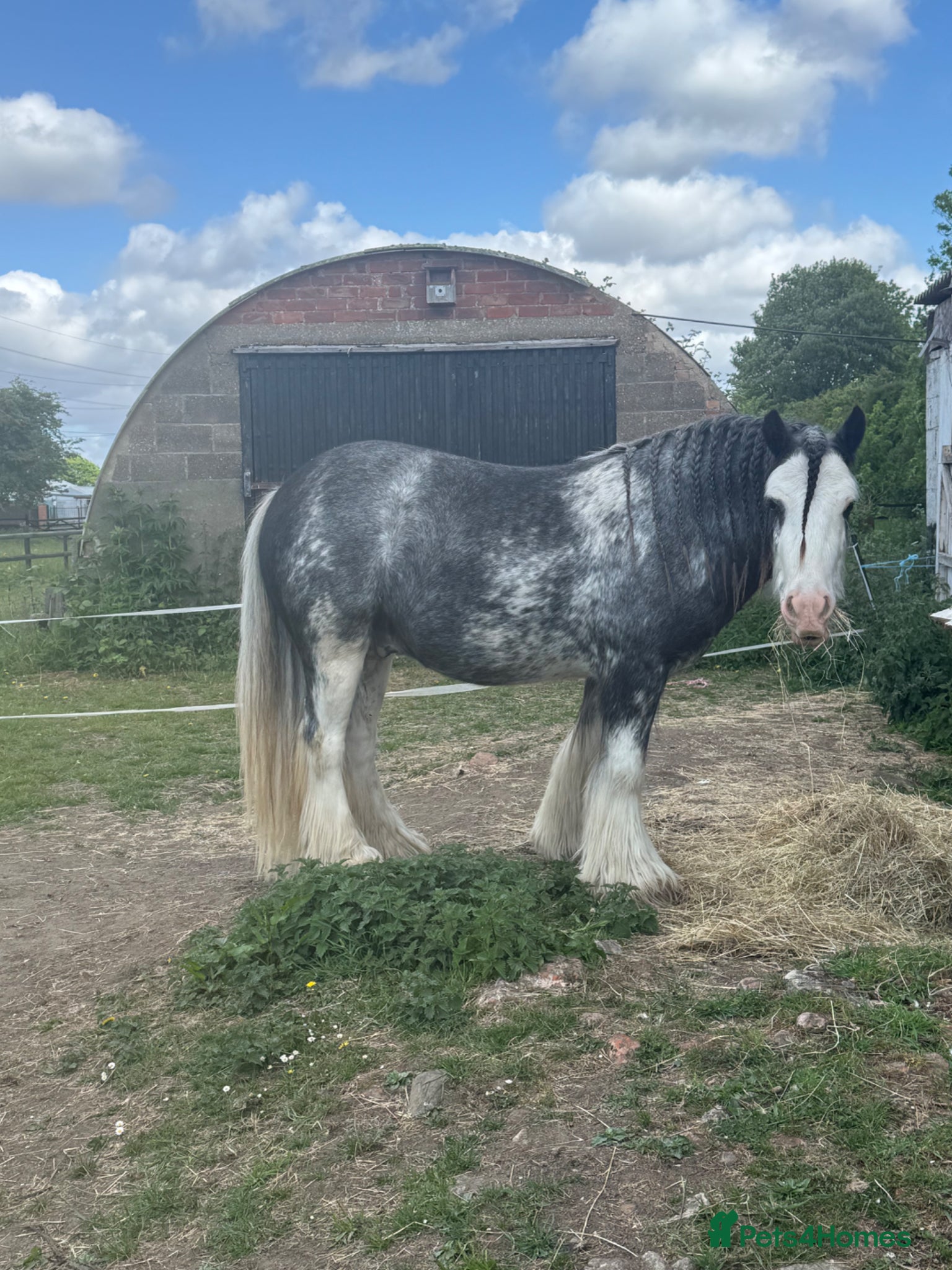 Irish Cob horses for sale: Norman  - Advert 11