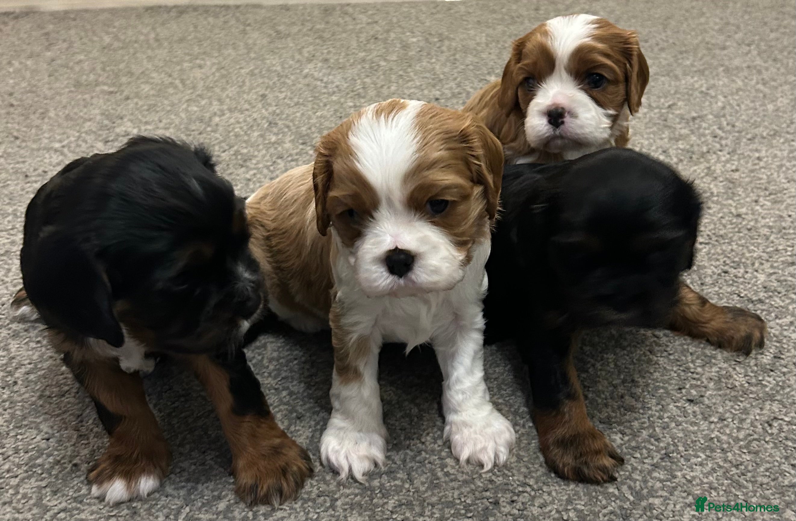 Cavalier King Charles Spaniel dogs KC registered Cavalier King Spaniel puppies - Advert 1