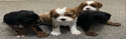 Cavalier King Charles Spaniel dogs for sale: KC registered Cavalier King Spaniel puppies - Advert 2