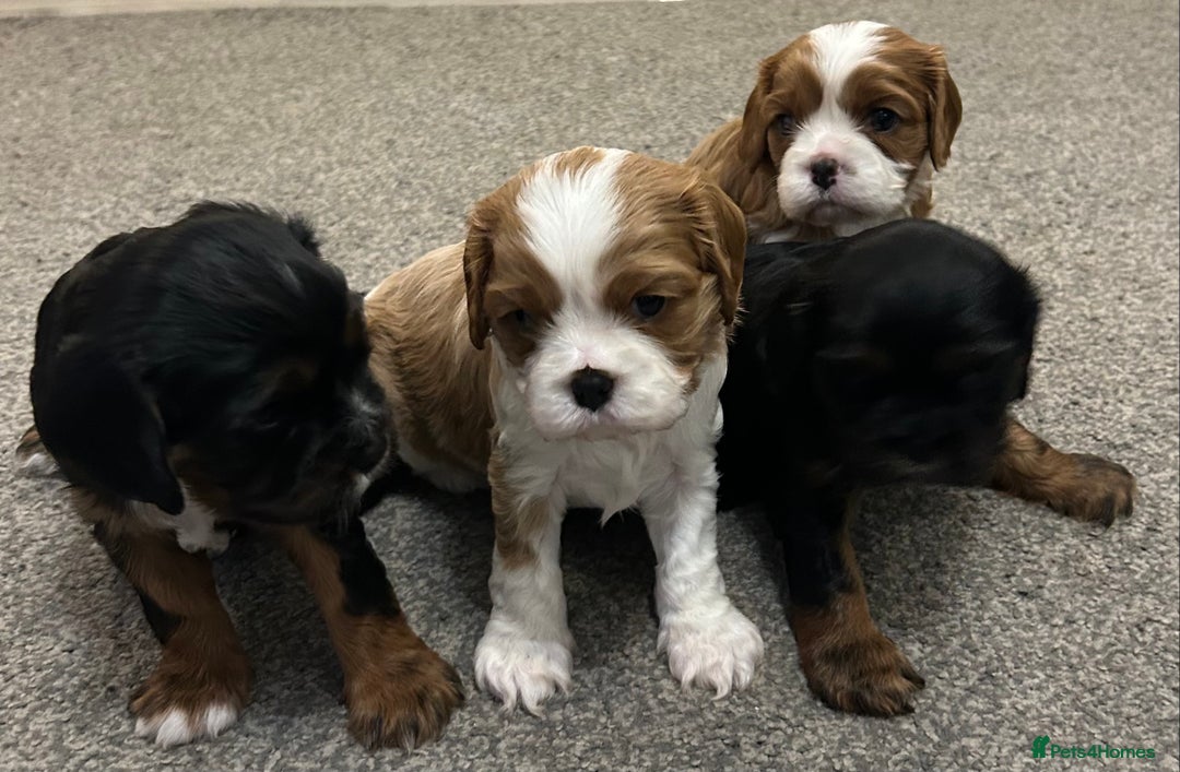 Cavalier King Charles Spaniel dogs for sale: KC registered Cavalier King Spaniel puppies - Advert 2