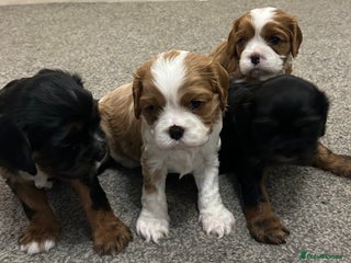 Cavalier King Charles Spaniel dogs KC registered Cavalier King Spaniel puppies - Advert 2