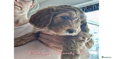 Australian Labradoodle dogs - Advert 2