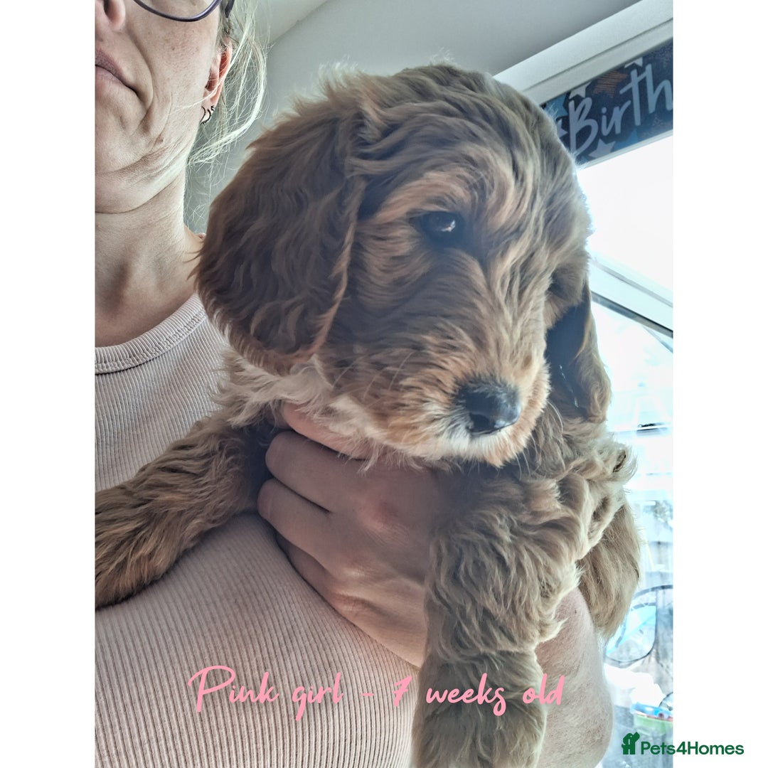 Australian Labradoodle dogs for sale: Stunning Australian labradoodles - Image 5