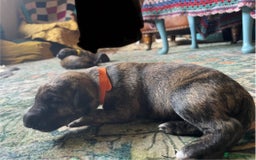 Lurcher dogs for sale: Quality Lurcher pups Deerhound/Grey Wheaten/Grey - Image 5