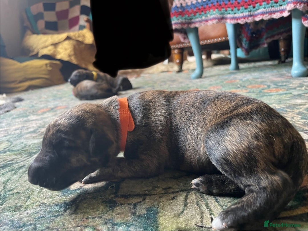 Lurcher dogs for sale: Quality Lurcher pups Deerhound/Grey Wheaten/Grey - Image 5