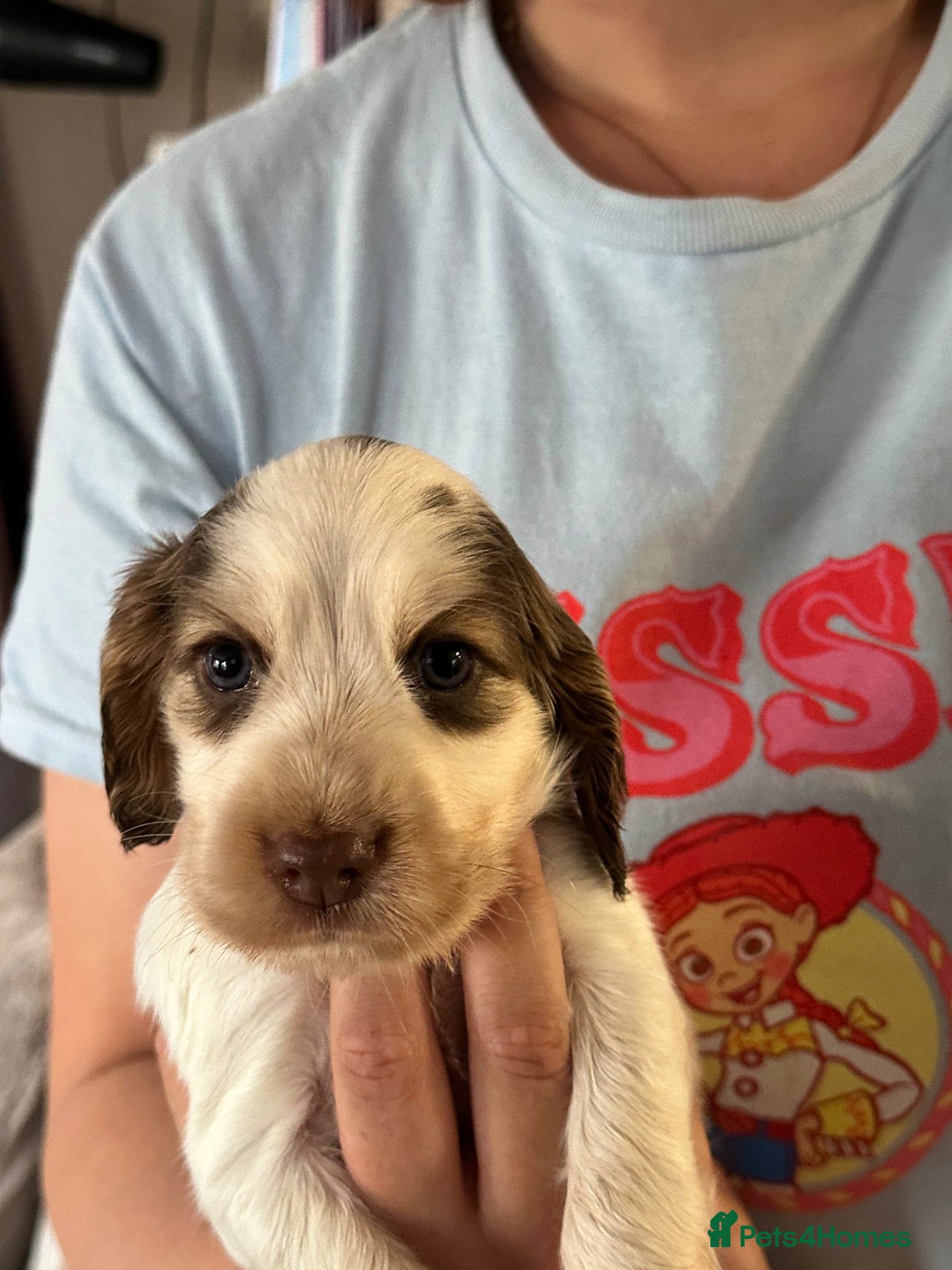Cocker Spaniel dogs KC registered show type cocker spaniels  - Advert 2
