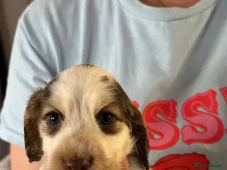 Cocker Spaniel dogs KC registered show type cocker spaniels - Advert 2