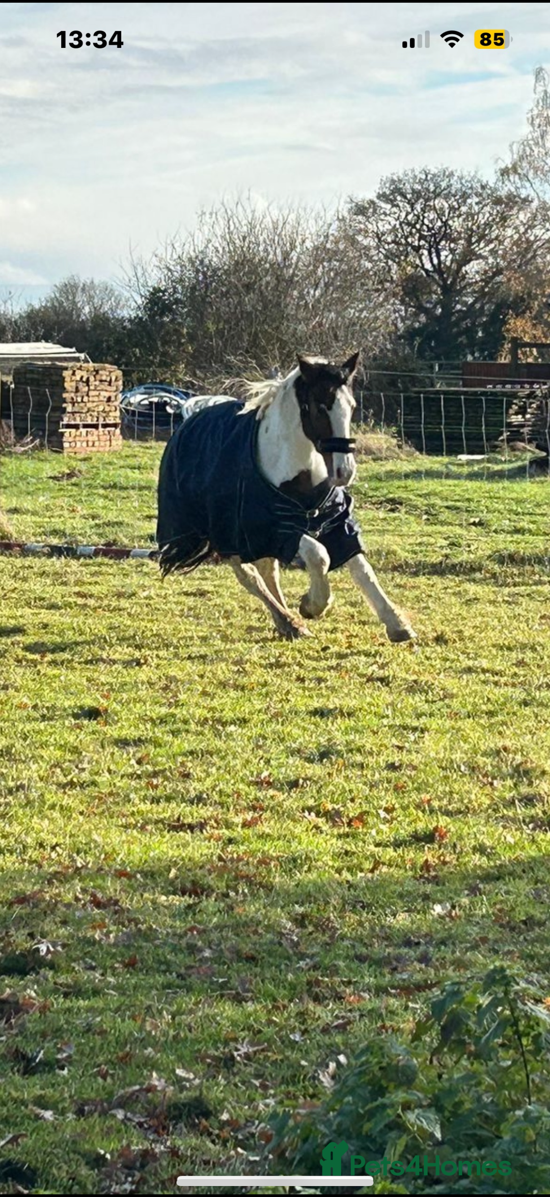 Trotter horses for sale: Cob x Trotter Gelding - Image 2