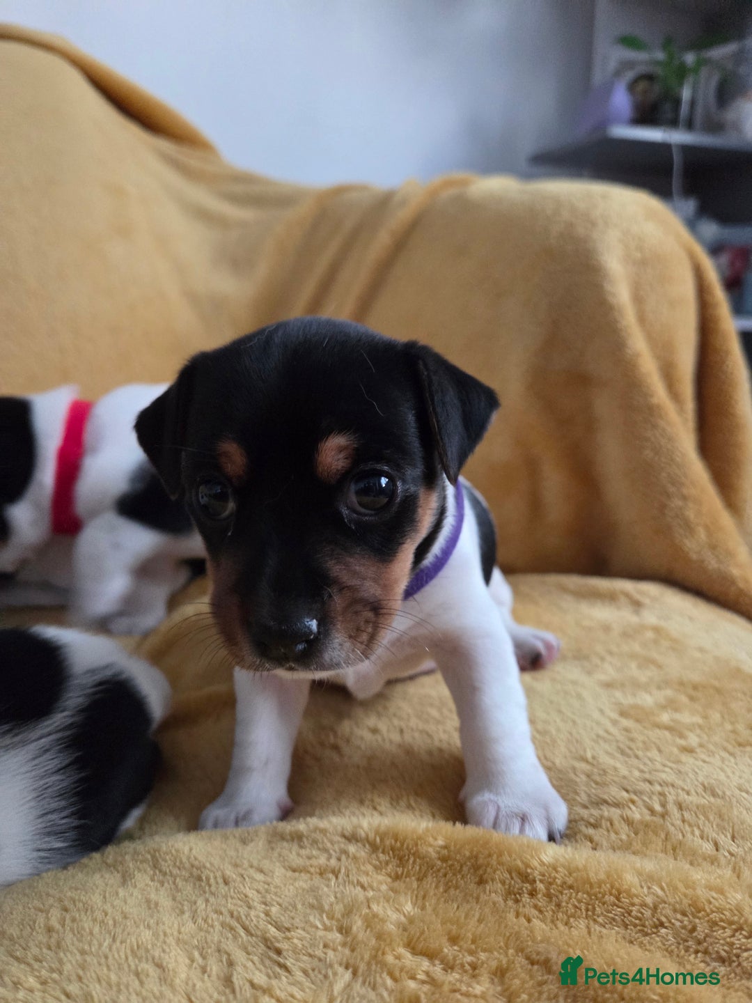 Jack Russell dogs for sale: Tricolour short legs Jack Russell  - Image 8