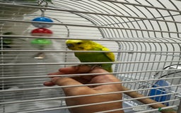 Budgerigars birds for sale: Male 1 Year Old Yellow/Green Budgerigar  - Advert 4