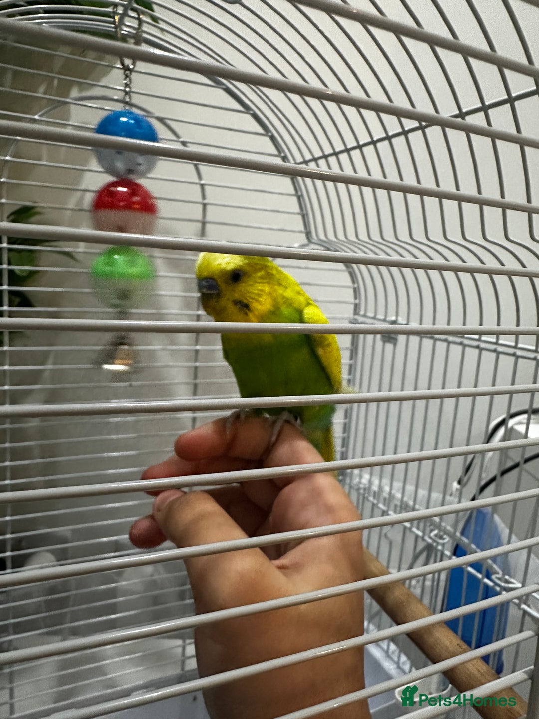 Budgerigars birds for sale: Male 1 Year Old Yellow/Green Budgerigar  - Advert 4