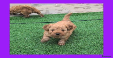 Cockapoo dogs - Advert 4