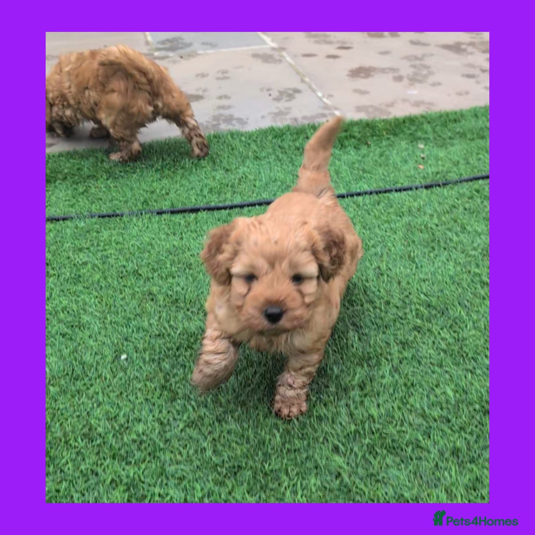 Cockapoo dogs for sale: 1 x Beautiful Red Cockerpoo Pup For Sale - Image 3