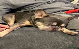 French Bulldog dogs for sale: BLUE AND TAN FRENCH BULLDOG 2years old  - Image 2