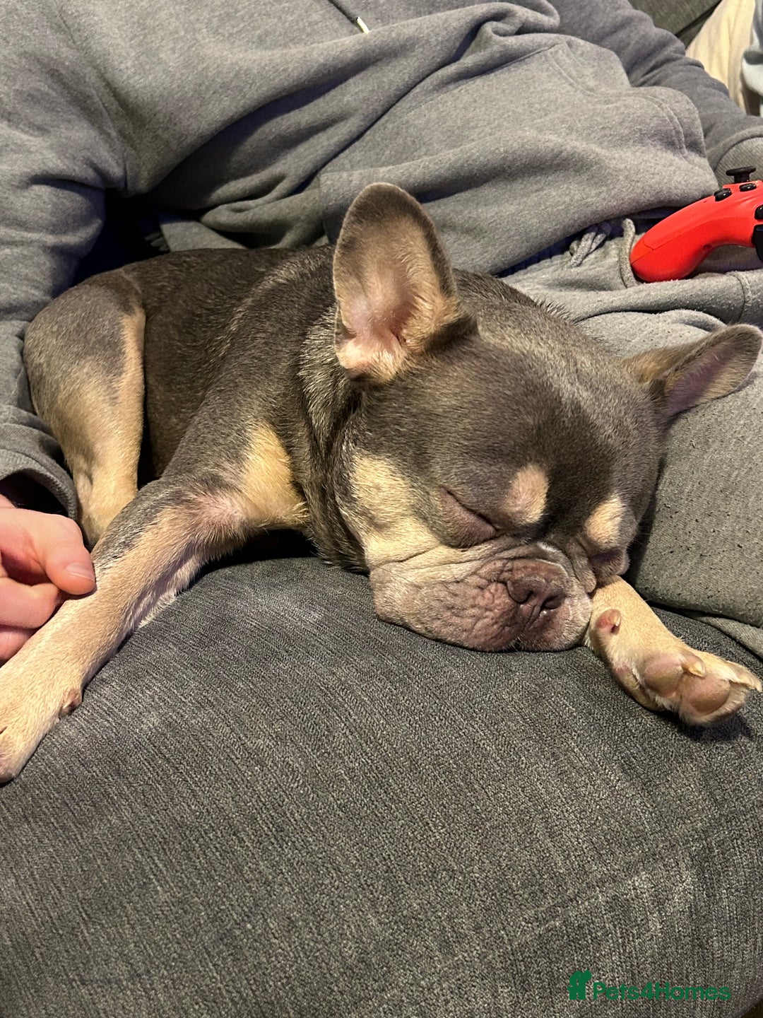 French Bulldog dogs for sale: BLUE AND TAN FRENCH BULLDOG 2years old  - Image 2