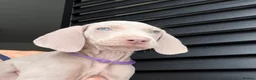 Weimaraner dogs for sale: 7 Weimaraner pups for sale ! - Advert 11
