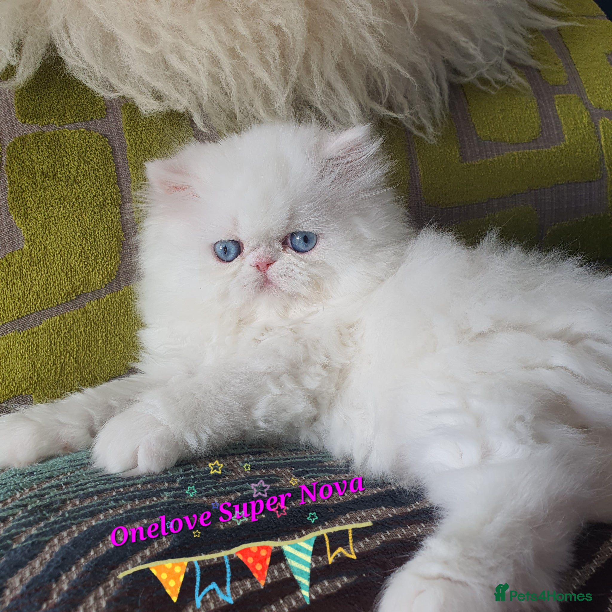 Persian cats GCCF pure breed Persian Kittens 😸  - Advert 13