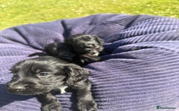 Cockapoo dogs for sale: Cockapoo puppies F1 READY TO LEAVE 🏡🥰 in Leicester - Image 16