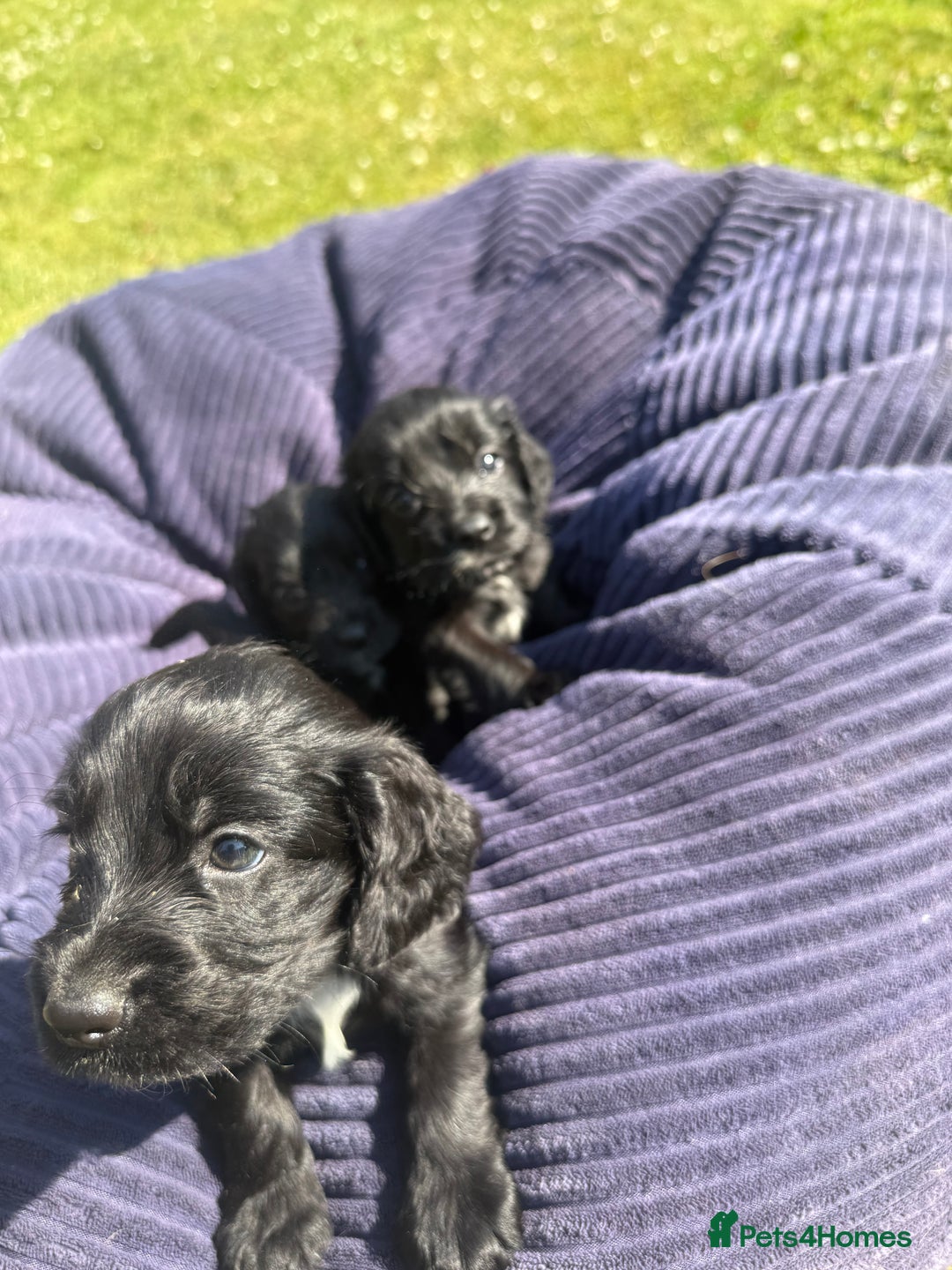 Cockapoo dogs for sale: Cockapoo puppies F1 READY TO LEAVE 🏡🥰 in Leicester - Image 16