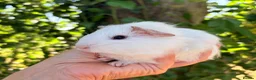 Guinea Pig rodents for sale: LOTS !!! very Friendly baby boy guinea pigs 🩵 - Advert 14