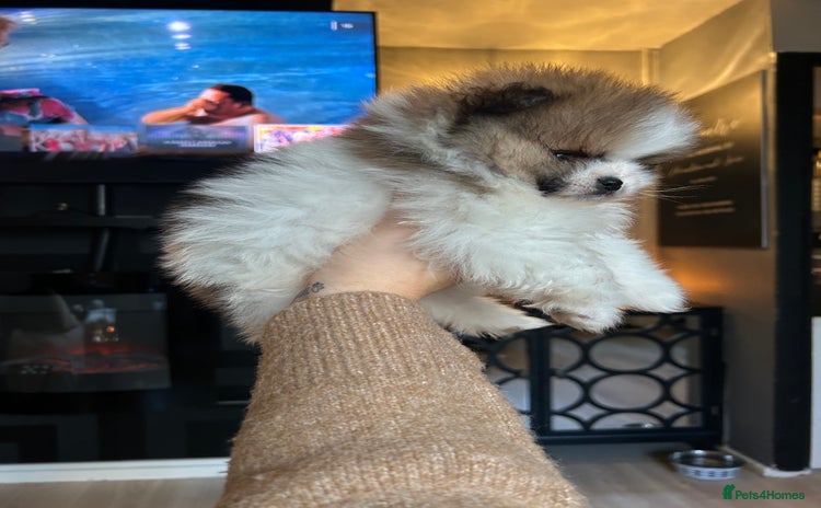 Pomeranian dogs - Advert 6