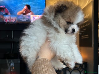 Pomeranian dogs Unique patterned Pomeranians 🩵🩷 - Advert 5