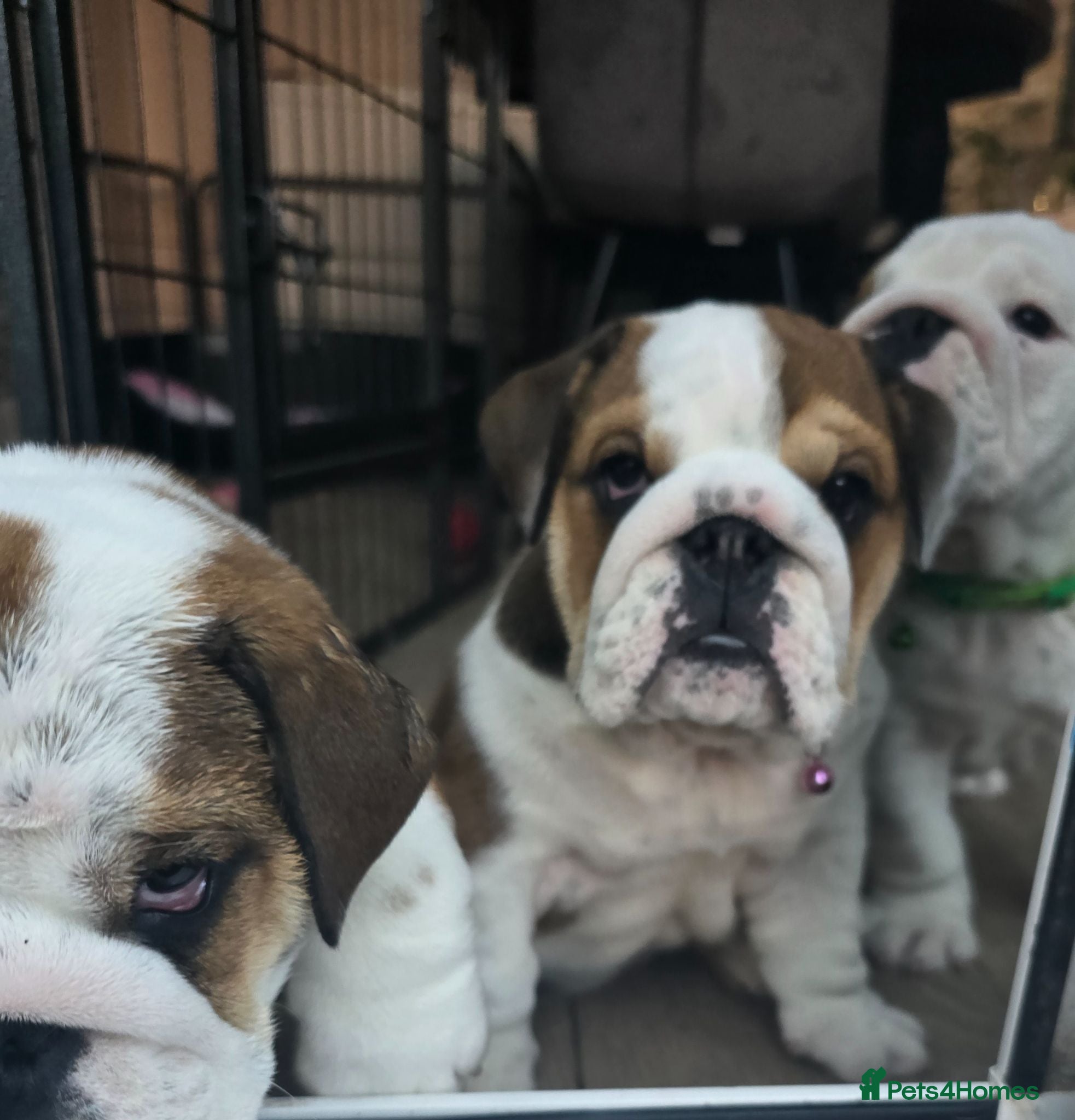 English Bulldog dogs 🐾 Last KC girl available  ready Thursday 🥰 - Advert 4
