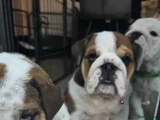 English Bulldog dogs 🐾 Last KC girl available ready Thursday 🥰 - Advert 4