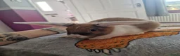 Mixed Breed rabbits for sale: Bunnies - lop/rex mix - Advert 2